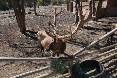 BC Wildlife Park