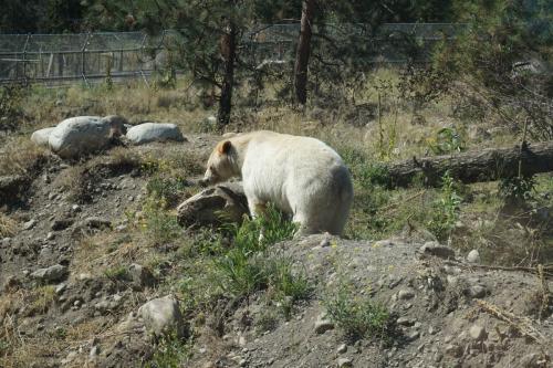 BC Wildlife Park