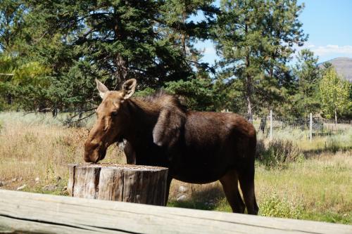 BC Wildlife Park