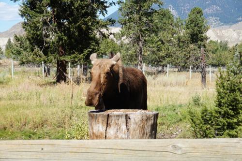 BC Wildlife Park