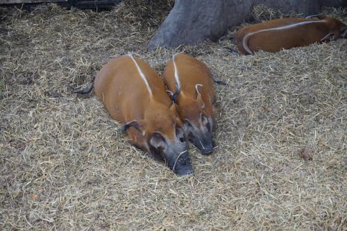 Calgary Zoo