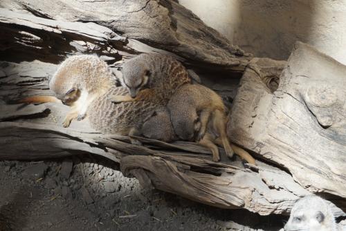 Calgary Zoo