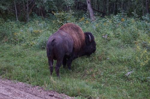 Elk-Island-Nationalpark