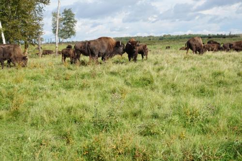 Elk-Island-Nationalpark