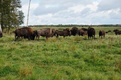 Elk-Island-Nationalpark