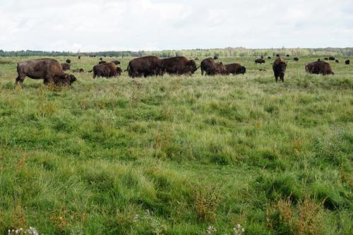 Elk-Island-Nationalpark