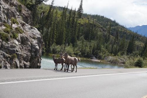 Jasper National Park