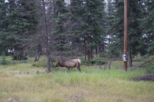 Jasper National Park