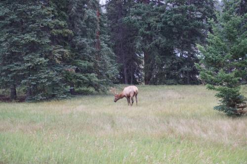 Jasper National Park