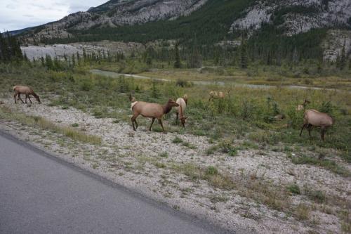 Jasper National Park