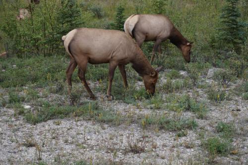 Jasper National Park