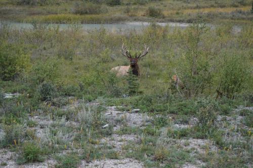 Jasper National Park